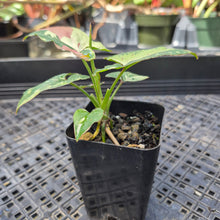 Load image into Gallery viewer, Syngonium Red Spot Tricolor, Exact Plant Variegated Ships Nationwide
