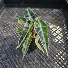 Load image into Gallery viewer, Alocasia Bambino, Exact Plant Variegated Ships Nationwide
