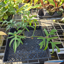 Load image into Gallery viewer, Philodendron Quercifolium, Exact Plant Ships Nationwide
