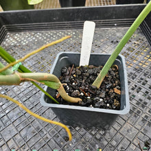 Load image into Gallery viewer, Philodendron Joepii, Exact Plant Ships Nationwide
