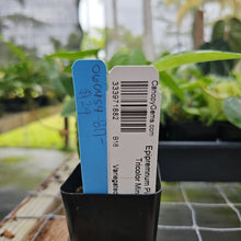 Load image into Gallery viewer, Epipremnum Pinnatum Tricolor Mint, Exact Plant Variegated Ships Nationwide
