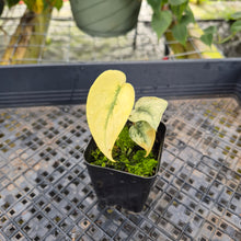 Load image into Gallery viewer, Scindapsus Mayari, Exact Plant Variegated Ships Nationwide
