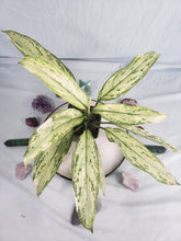 Load image into Gallery viewer, Silver Queen Ice Queen, Exact Plant, variegated Aglaonema
