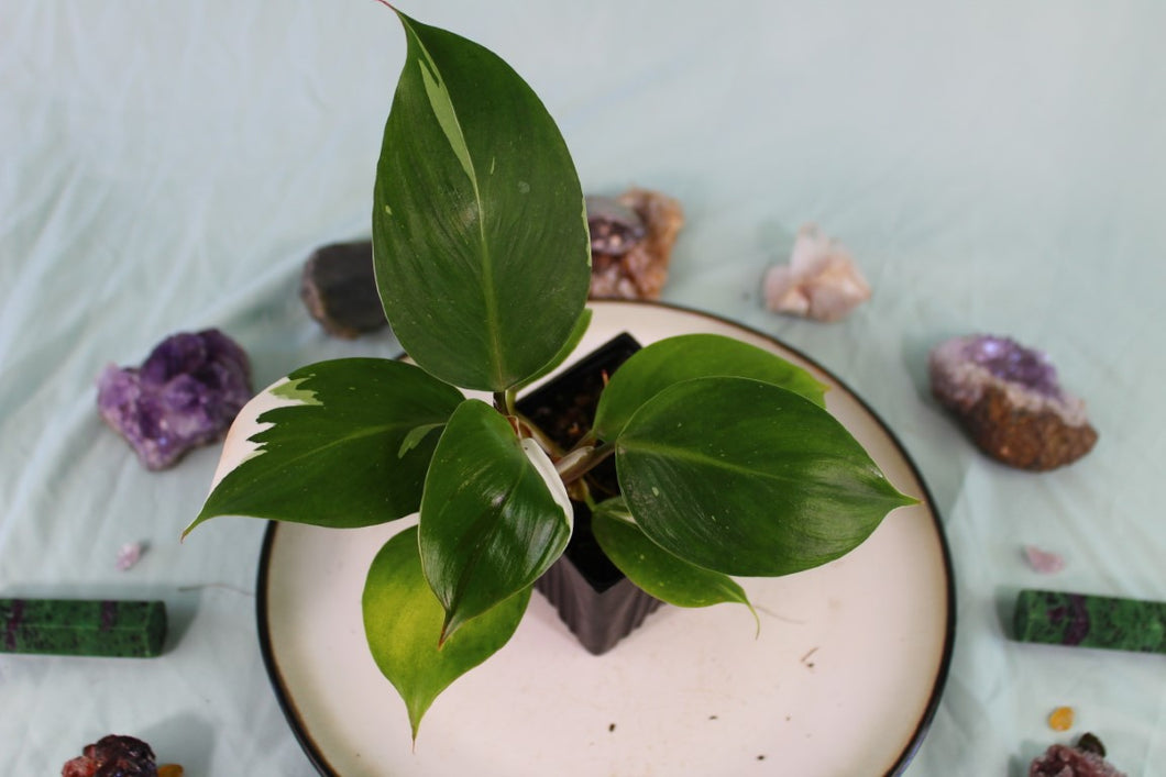 Variegated Philodendron White Knight Exact Plant Ships nationwide
