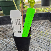 Load image into Gallery viewer, Alocasia Sanderiana Bull Aurea, Exact Plant Variegated
