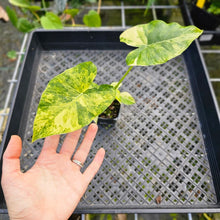 Load image into Gallery viewer, Alocasia Gageana Aurea, Exact Plant Variegated with babies
