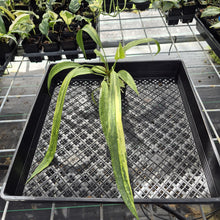 Load image into Gallery viewer, Anthurium Vittarifolium Variegated exact plant, Fedex 2day*
