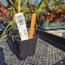 Load image into Gallery viewer, Philodendron Burle Marx, Exact Plant Variegated Ships Nationwide
