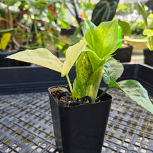 Load image into Gallery viewer, Zamioculcas Zamiifolia Wild Form ZZ, Exact Plant Variegated Ships Nationwide
