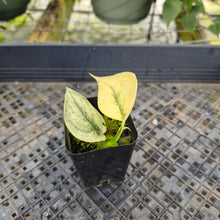 Load image into Gallery viewer, Scindapsus Mayari, Exact Plant Variegated Ships Nationwide
