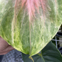 Load image into Gallery viewer, Anthurium Anuenue Obake Bicolor pink/green Fedex 2day
