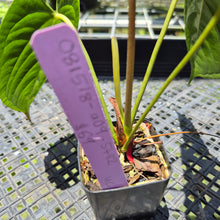Load image into Gallery viewer, Anthurium Moodeanum x Veitchii, exact plant, Fedex 2day*
