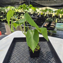 Load image into Gallery viewer, Monstera Sierrana Hawaii Clone, Exact Plant Ships Nationwide
