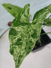 Load image into Gallery viewer, Mojito, exact plant, variegated Syngonium Podoph., ships nationwide
