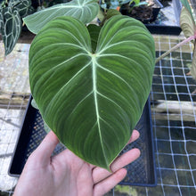 Load image into Gallery viewer, Philodendron Gloriosum, Pink Veined Back, Exact Plant Large Multi pot
