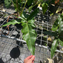 Load image into Gallery viewer, Philodendron Thaumatophyllum Goeldii X Selloum African Fantasy, Exact Plant
