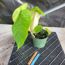 Load image into Gallery viewer, Philodendron Sharoniae, Exact Plant Ships Nationwide
