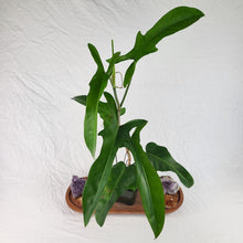 Load image into Gallery viewer, Philodendron Jerry Horne 6" pot, Fedex 2day
