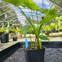 Load image into Gallery viewer, Alocasia Gageana Aurea, Exact Plant Variegated with babies
