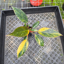 Load image into Gallery viewer, Philodendron Red Congo, Exact Plant Variegated Ships Nationwide
