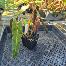 Load image into Gallery viewer, Philodendron Atabapoense Dark Form, Exact Plant Ships Nationwide
