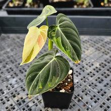 Load image into Gallery viewer, Philodendron Melanochrysum, Exact Plant Variegated Ships Nationwide
