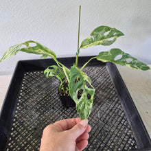 Load image into Gallery viewer, Monstera Adansonii Mint "Indonesia" Variegated exact plant, Fedex 2day*
