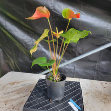 Load image into Gallery viewer, Anthurium Tropic Sunrise Bicolor Obake, Exact Plant Variegated Ships Nationwide
