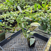 Load image into Gallery viewer, Philodendron Hastatum Silver Sword, Exact Plant Variegated Ships Nationwide
