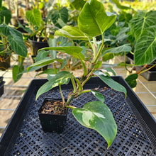 Load image into Gallery viewer, Philodendron White Princess, Exact Plant Variegated Ships Nationwide
