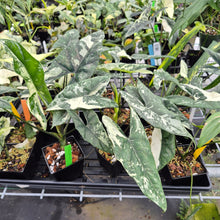 Load image into Gallery viewer, Alocasia Simpo Albo variegated 3.5" pot, Fedex 2day*
