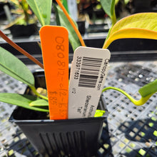 Load image into Gallery viewer, Anthurium Scherzerianum "Pig Tail" exact plant, Fedex 2day*
