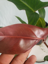 Load image into Gallery viewer, Mexicanum, Exact Plant, Philodendron
