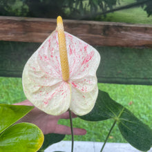 Load image into Gallery viewer, Anthurium Peppermint Splash, Shibori AFF, speckled , Exact Plant
