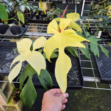 Load image into Gallery viewer, Philodendron Florida Ghost exact plant, Fedex 2day*
