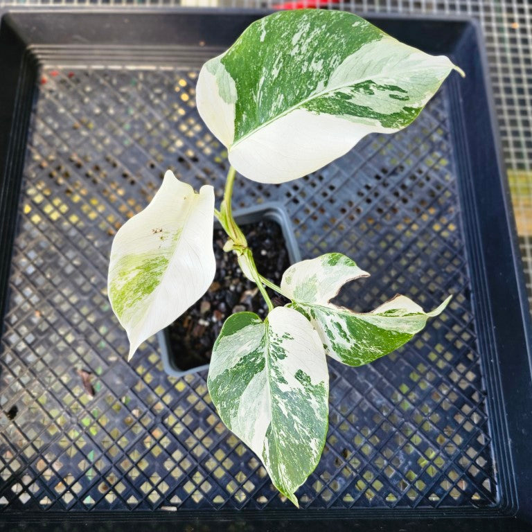 Monstera Borsigiana Albo Deliciosa, Exact Plant Variegated Ships Nationwide