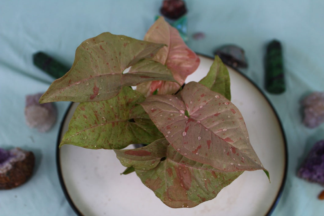 Variegated Syngonium Pink Spot Exact Plant Ships nationwide