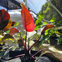 Load image into Gallery viewer, Philodendron Orange Princess, Exact Plant Variegated
