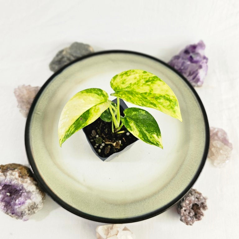 Epipremnum Pinnatum Sunburst Variegated 2.5