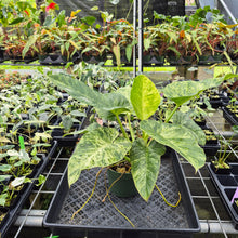 Load image into Gallery viewer, Philodendron Giganteum Blizzard Variegated exact plant, Fedex 2day*
