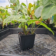 Load image into Gallery viewer, Syngonium Batik, Exact Plant Ships Nationwide
