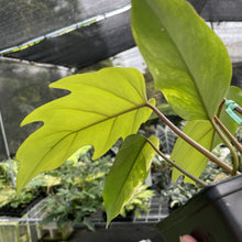 Load image into Gallery viewer, Philodendron Mayoi Aurea Variegated exact plant, Fedex 2day*
