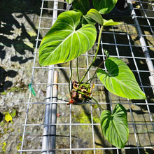 Load image into Gallery viewer, Philodendron Gloriosum, Pink Veined Back, Exact Plant Double plant pot
