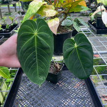 Load image into Gallery viewer, Anthurium Angamarcanum , Exact Plant
