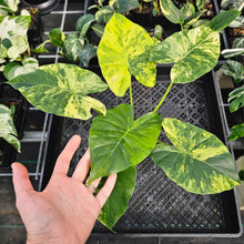 Load image into Gallery viewer, Alocasia Gageana Aurea, Exact Plant Variegated Ships Nationwide
