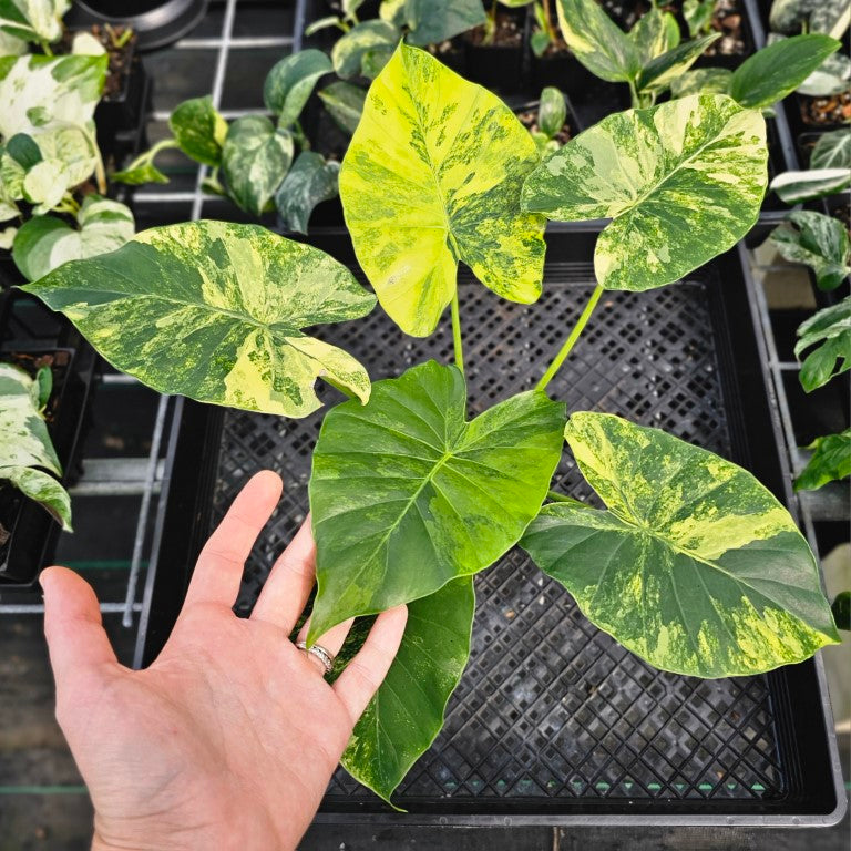 Alocasia Gageana Aurea, Exact Plant Variegated Ships Nationwide