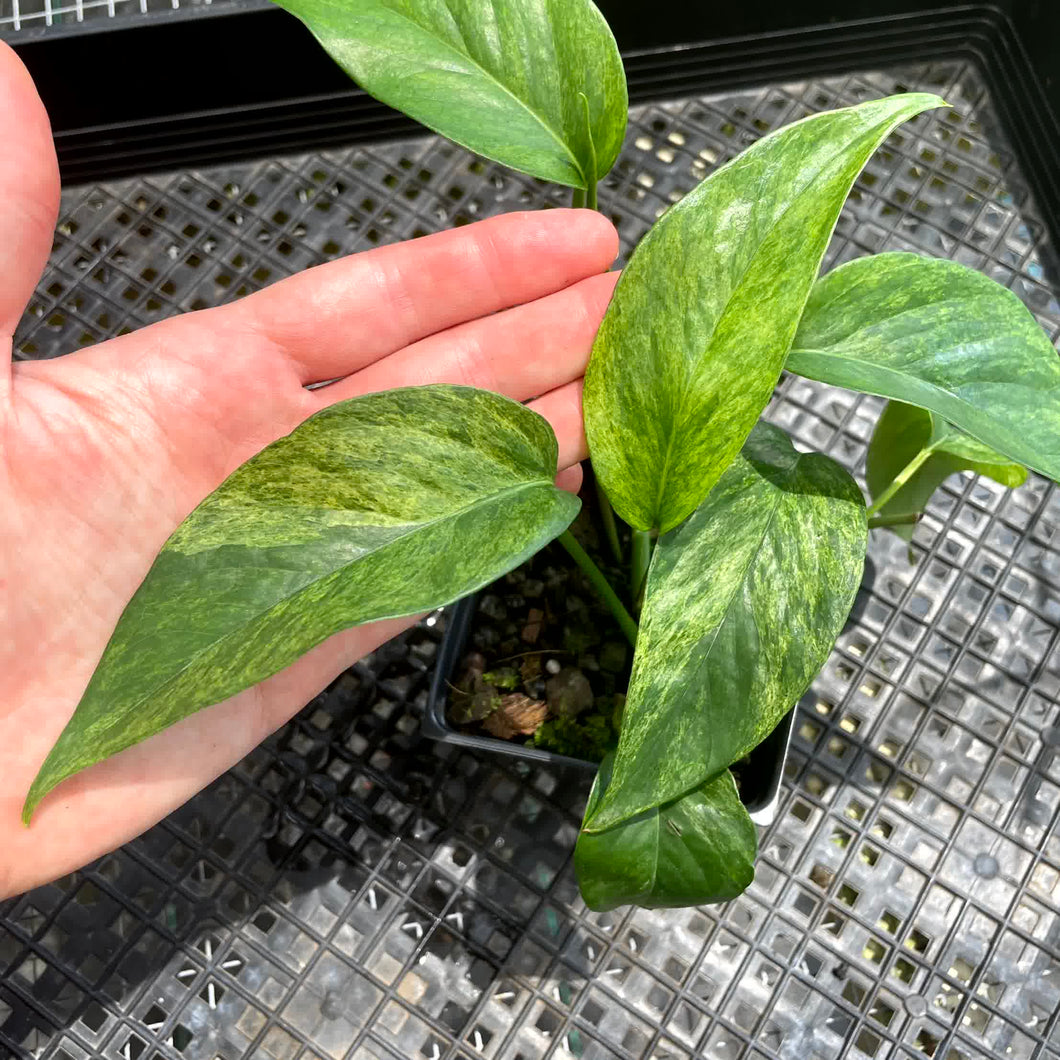 Epipremnum Pinnatum Tricolor Mint, Exact Plant Variegated Ships Nationwide