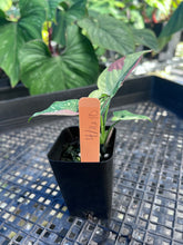 Load image into Gallery viewer, Syngonium Red Spot Tricolor, Exact Plant Variegated Ships Nationwide
