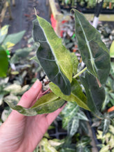 Load image into Gallery viewer, Alocasia Polly Aurea variegated 2.5" pot, Fedex 2day*
