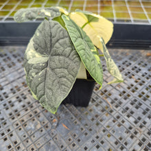 Load image into Gallery viewer, Alocasia Melo Albo variegated exact plant, Fedex 2day*
